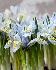 Iris sp katherine hodgkin.jpg